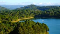 forests of Vietnam