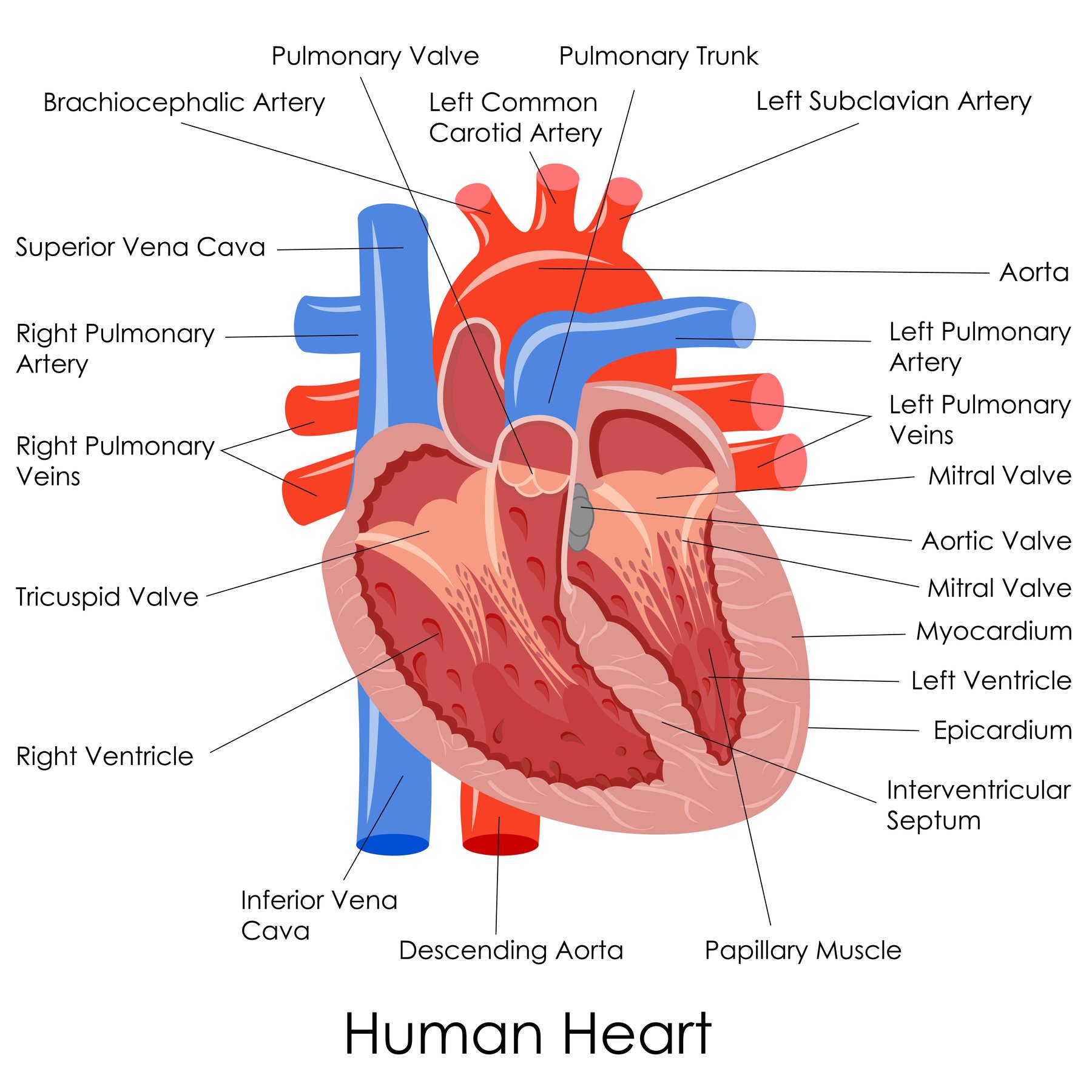 Схема сердца на английском