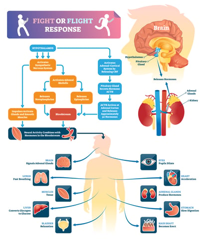 Flight response. Fight or Flight response. Fight or Flight stress. Органы мишени при гипертонической болезни. Медицинские плакаты пищеварение.