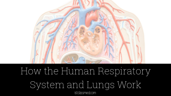How the Human Respiratory System and Lungs Work